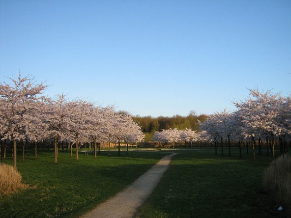 amstelveen-park-cherry-blossoms