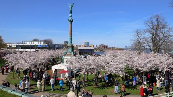 copenhagen-sakura-cherry-blossoms