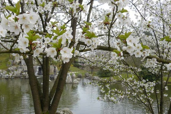 hasselt-cherry-blossoms