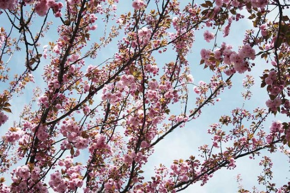 kaposvar-cherry-blossoms
