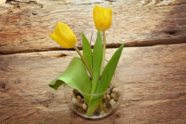 yellow-tulips-in-a-vase